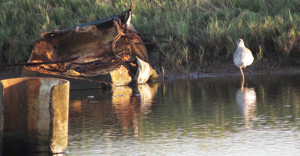 Greater Yellowlegs - ML646349310