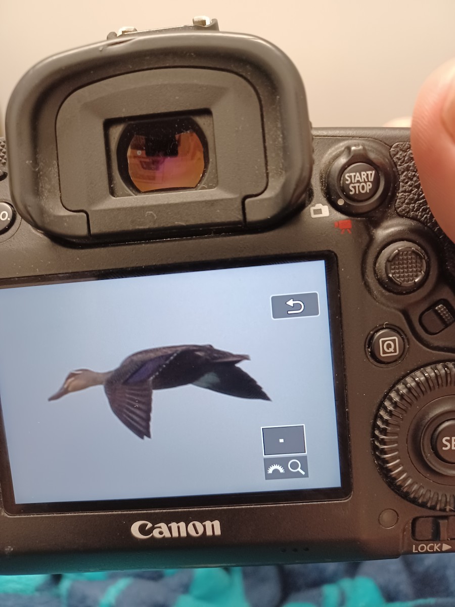 Pacific Black Duck - ML646349311