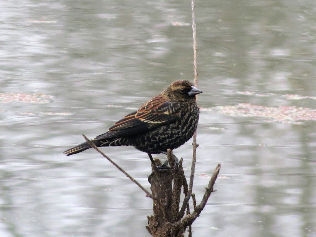 Red-winged Blackbird - ML646349314