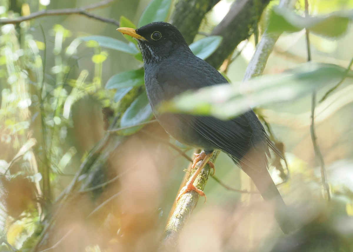 Andengraudrossel - ML646349315