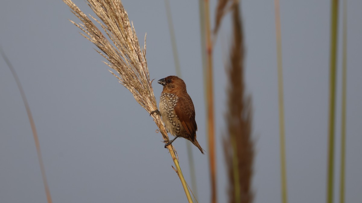 Muskatbronzemännchen - ML646349316