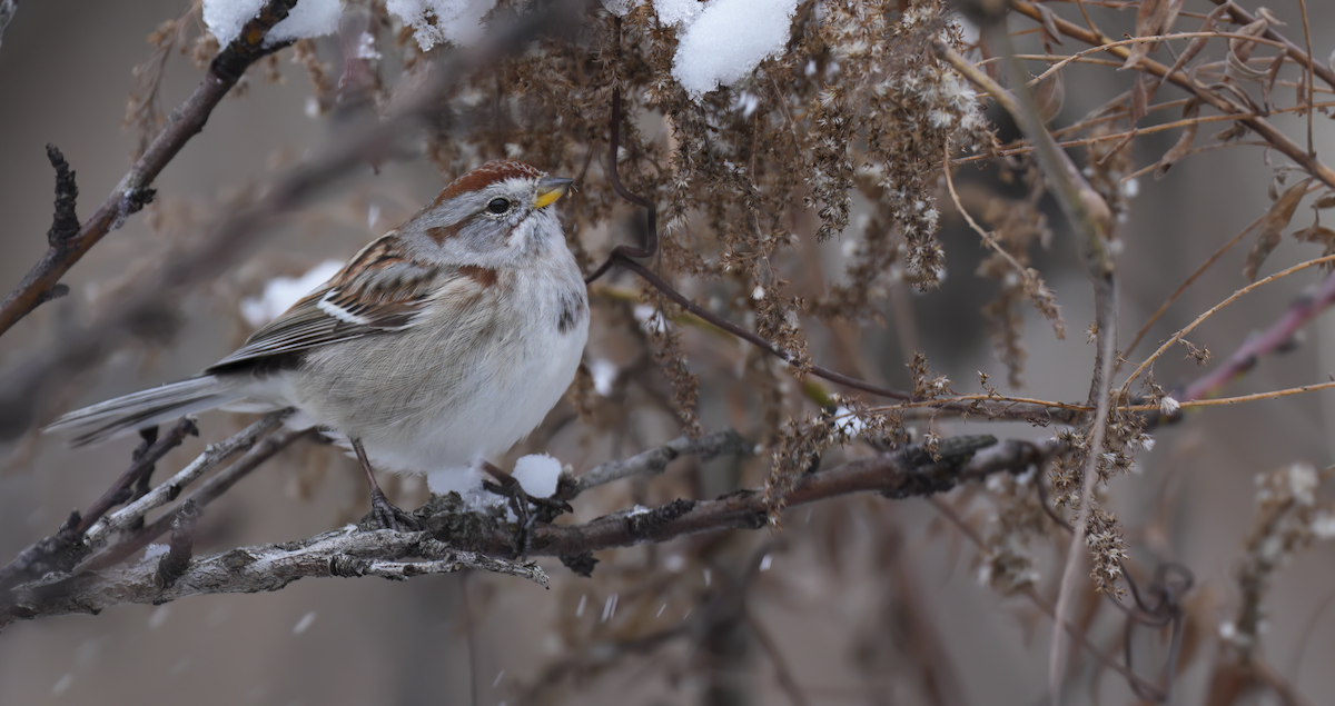 American Tree Sparrow - ML646349317