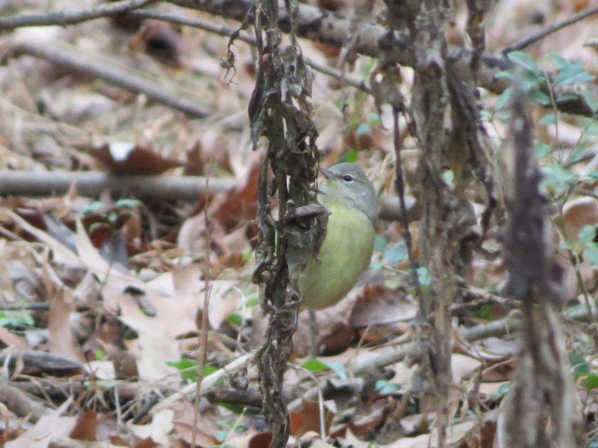 Orangefleck-Waldsänger - ML646349318