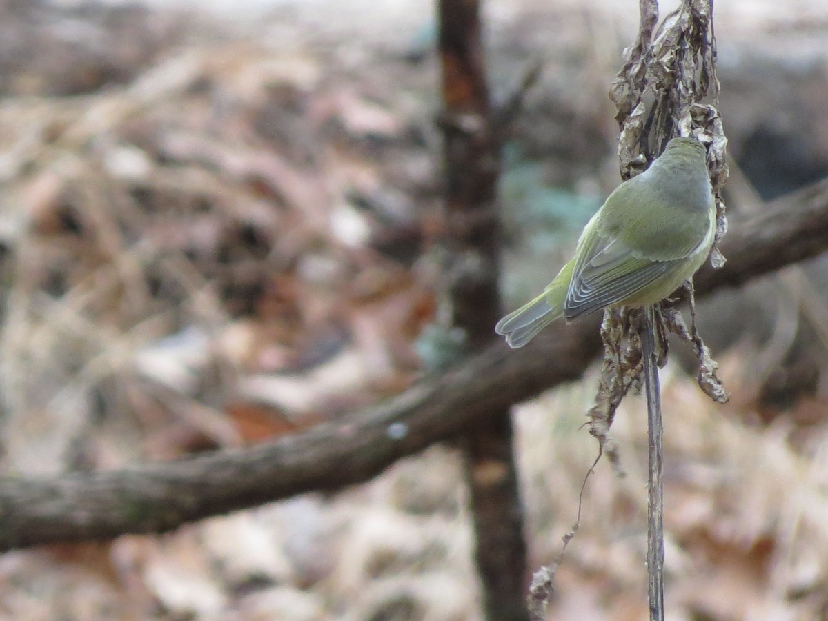 Orangefleck-Waldsänger - ML646349319