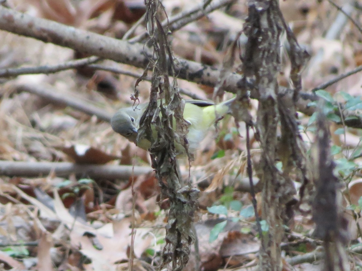 Orangefleck-Waldsänger - ML646349320