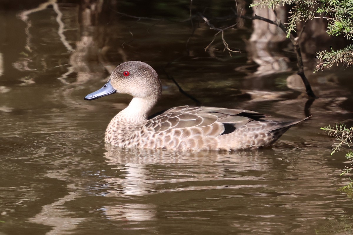 Kastanienente - ML646349322