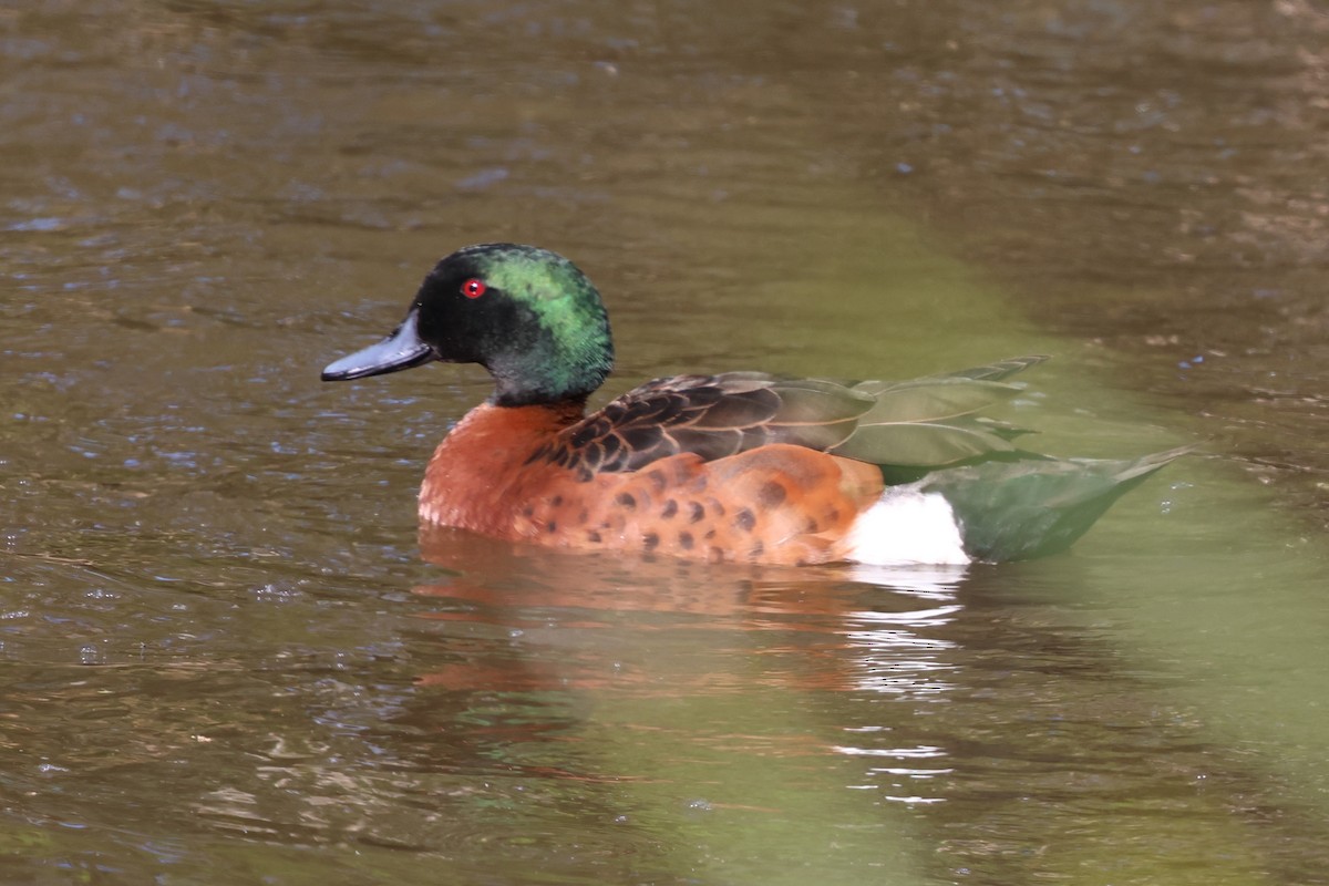 Kastanienente - ML646349323