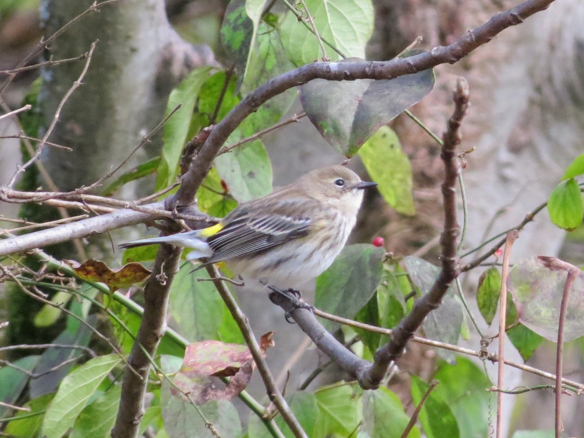 Kronenwaldsänger - ML646349324