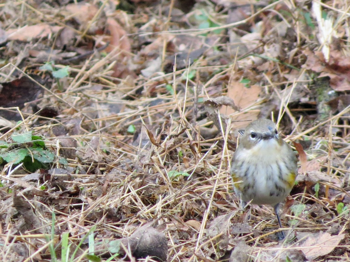 Kronenwaldsänger - ML646349325