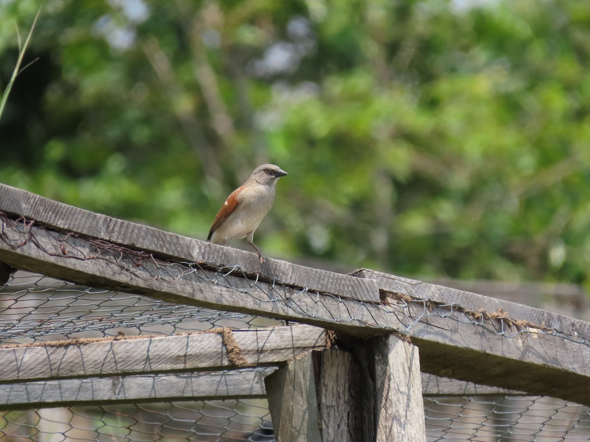 Graukopfsperling - ML646349326