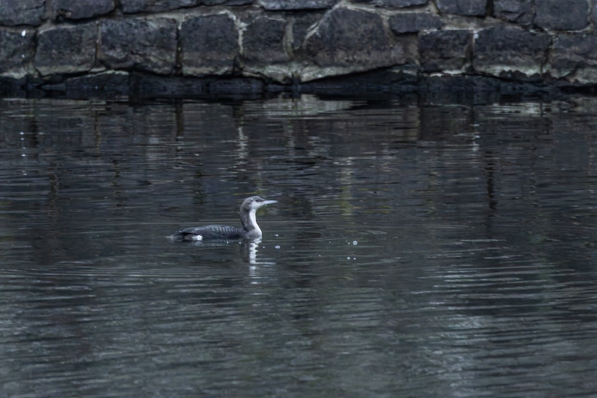 Prachttaucher - ML646349327