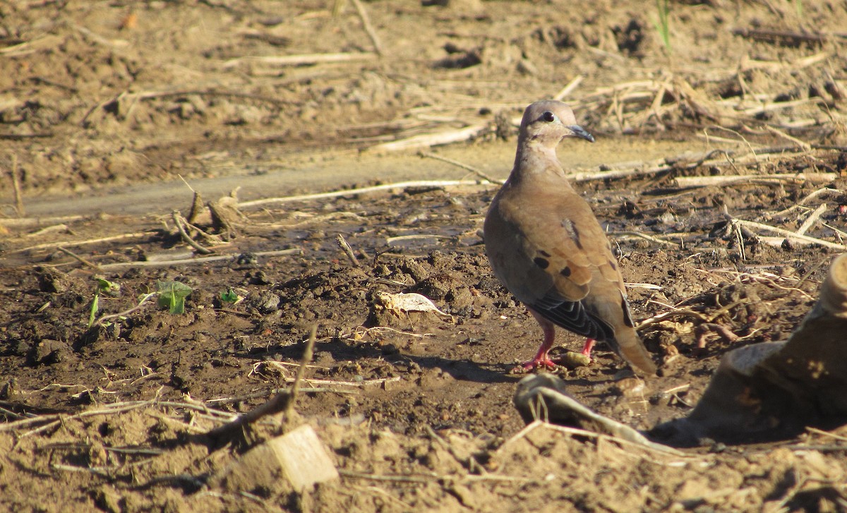 Ohrflecktaube - ML646349332