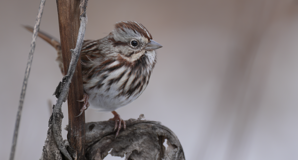 Singammer - ML646349334