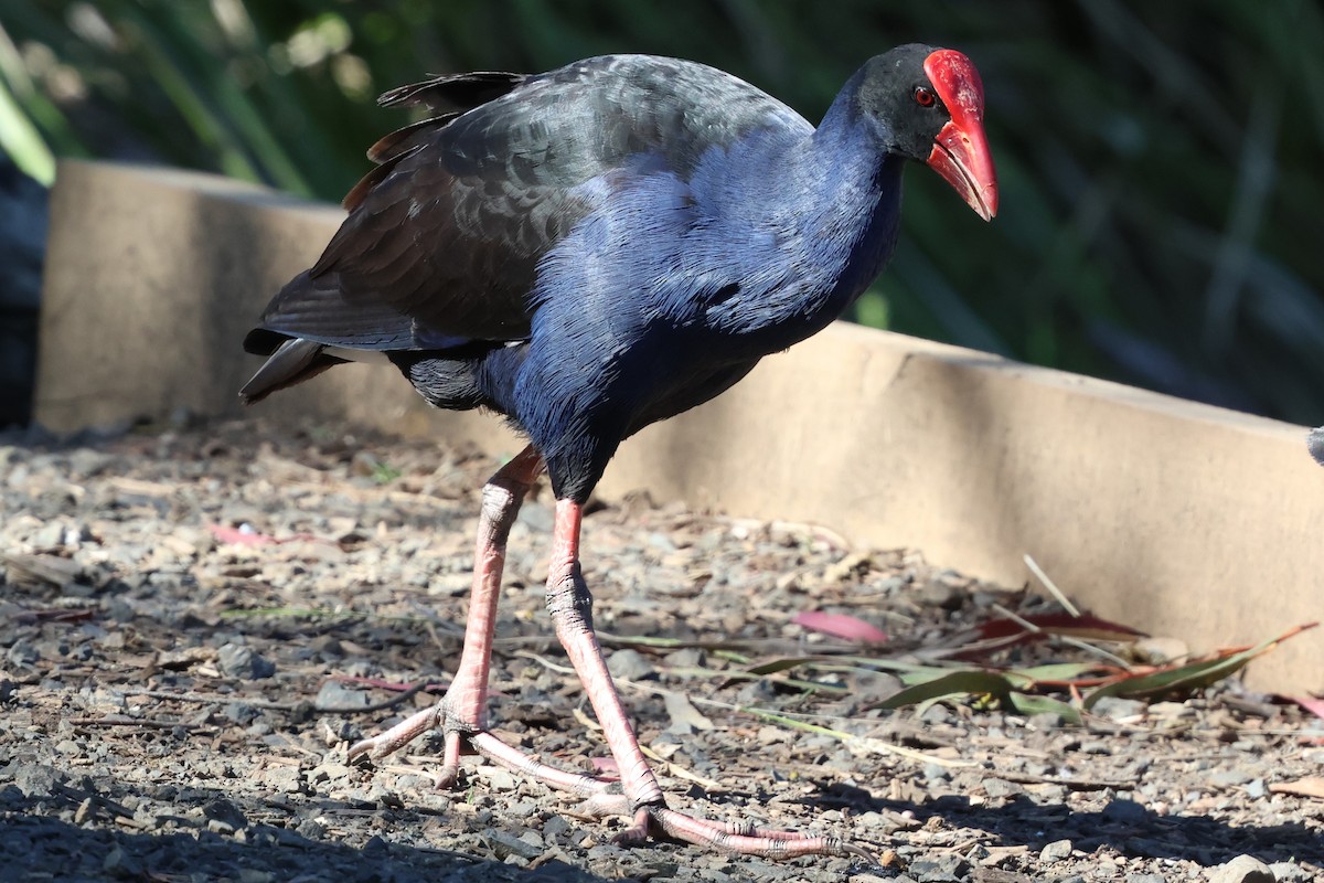 Australpurpurhuhn - ML646349335