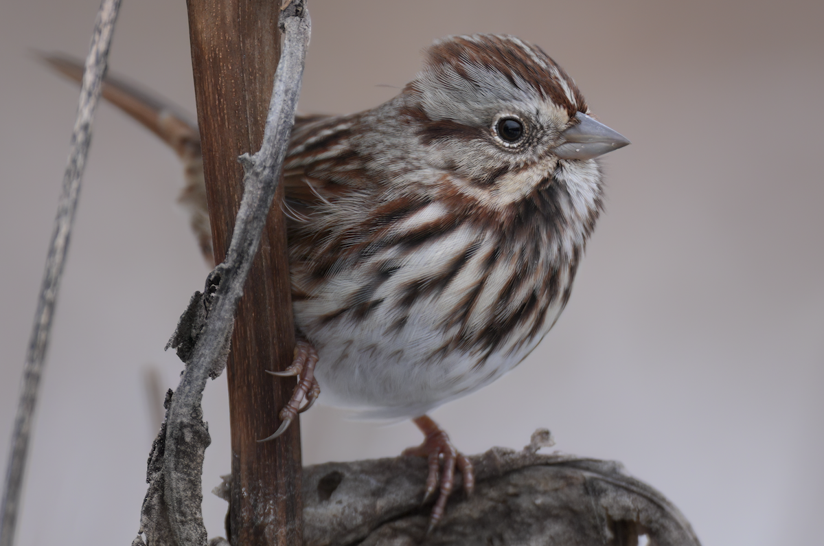 Singammer - ML646349336