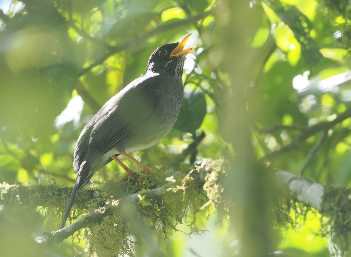 Andengraudrossel - ML646349337