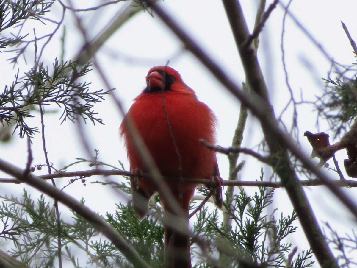 Rotkardinal - ML646349338