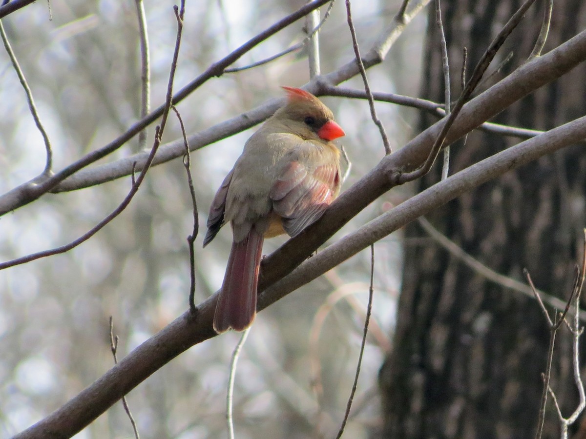 Rotkardinal - ML646349339