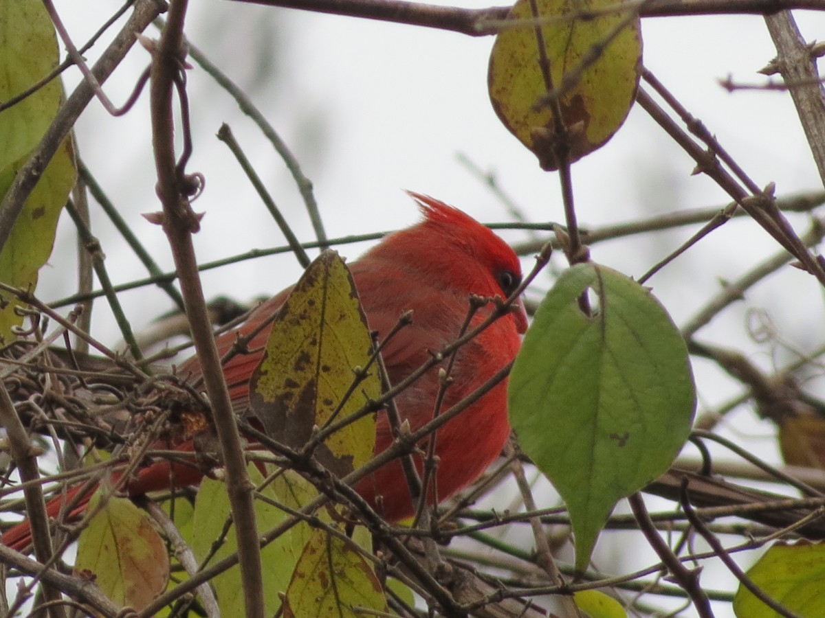 Rotkardinal - ML646349340