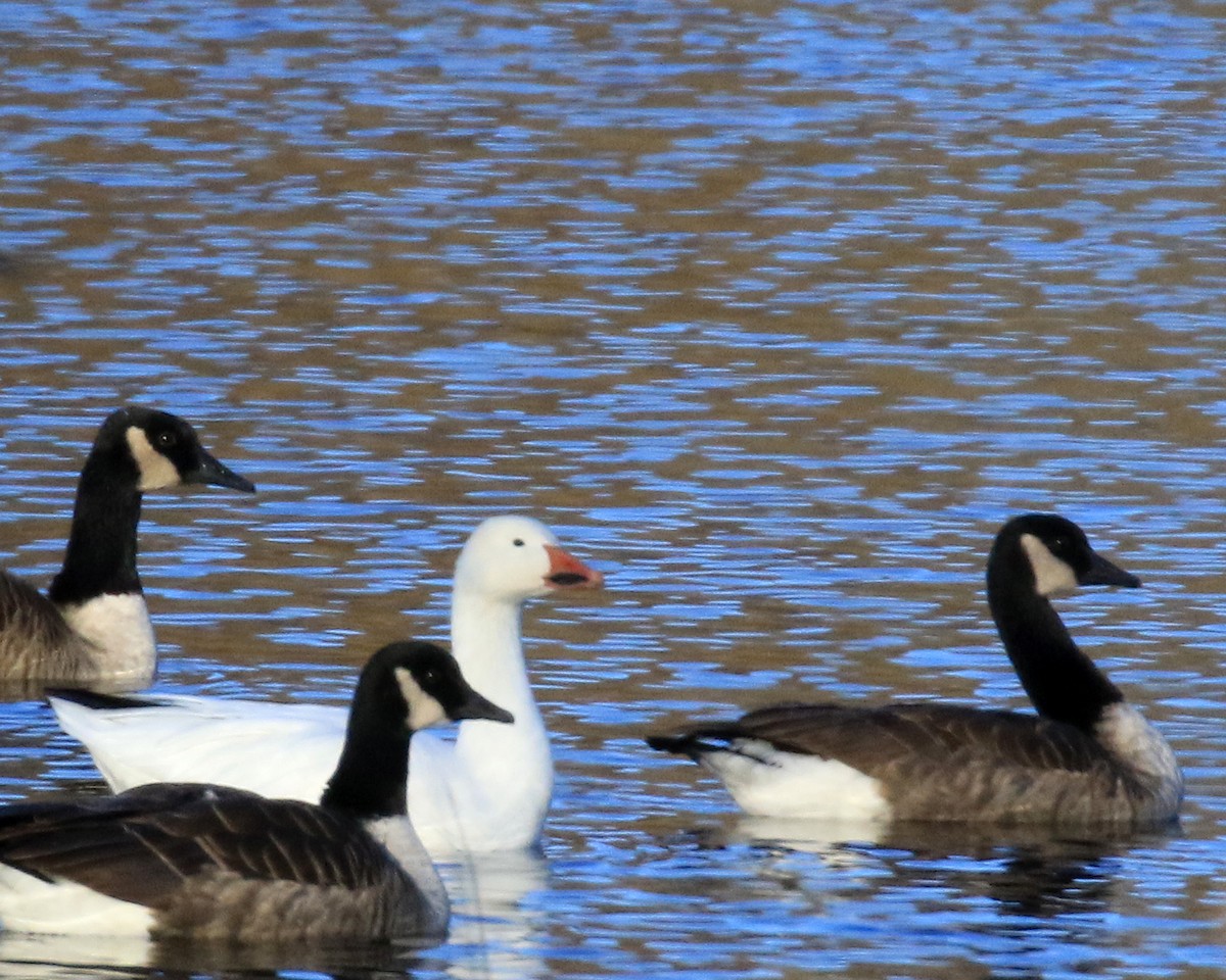 Snow Goose - ML646349341