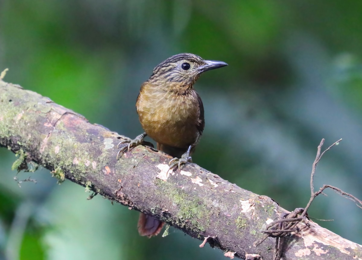 Schuppenkehl-Baumspäher - ML646349342