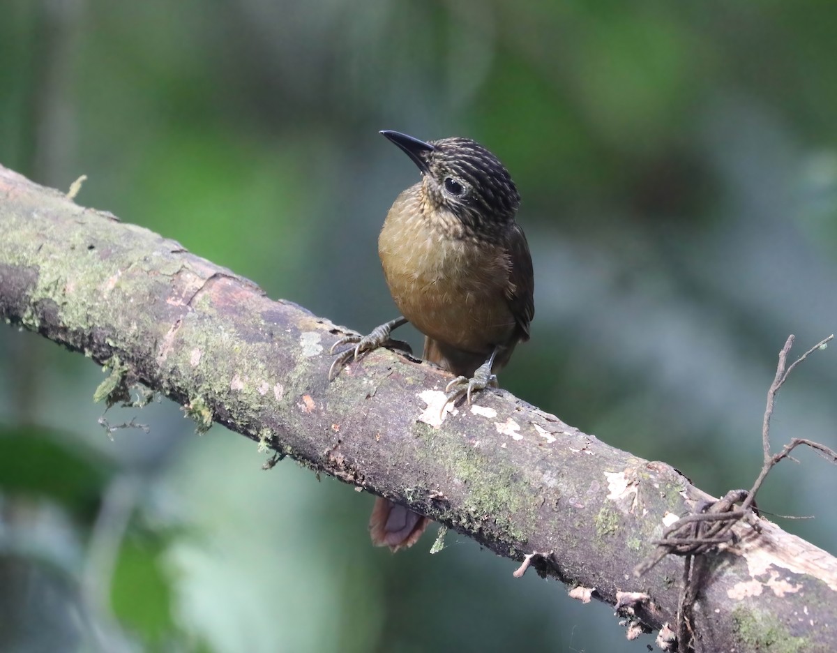 Schuppenkehl-Baumspäher - ML646349343