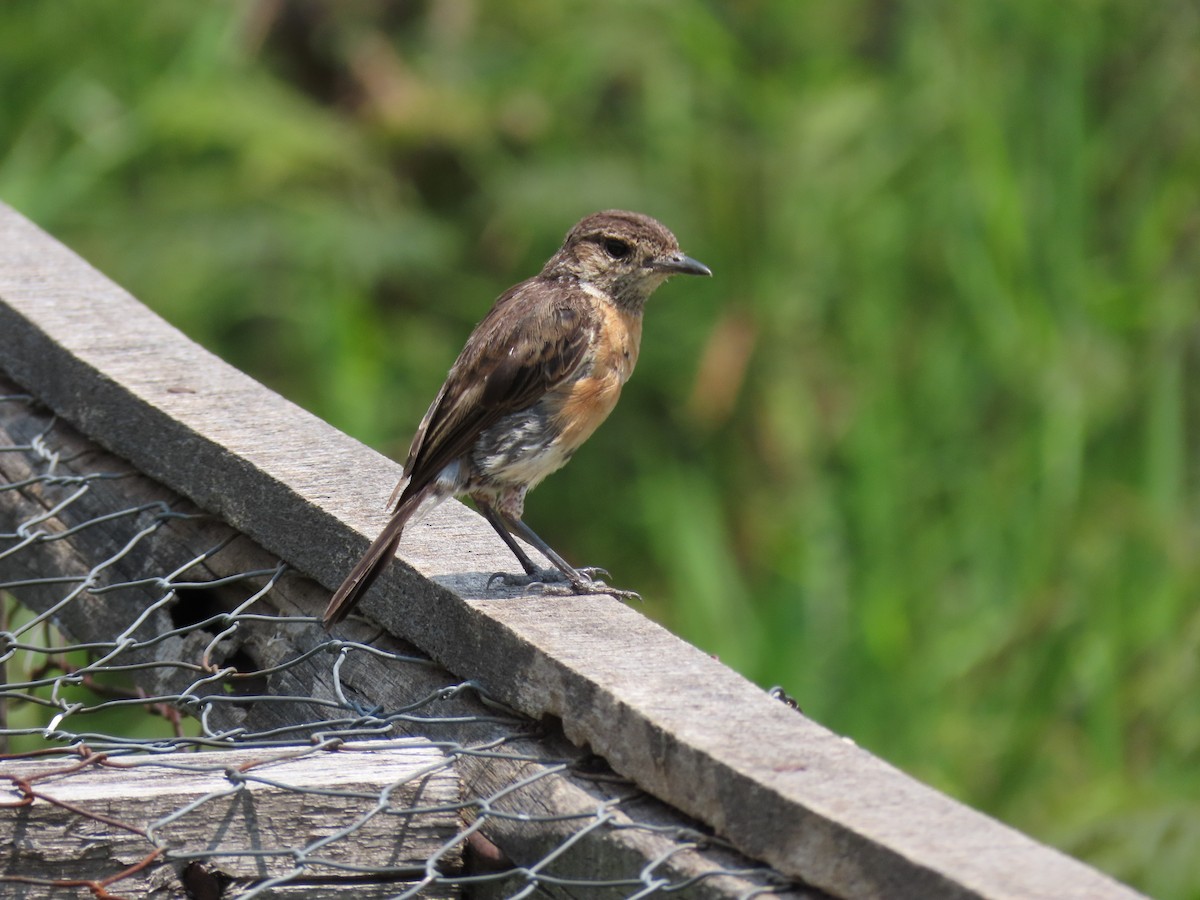 Afrikaschwarzkehlchen - ML646349344