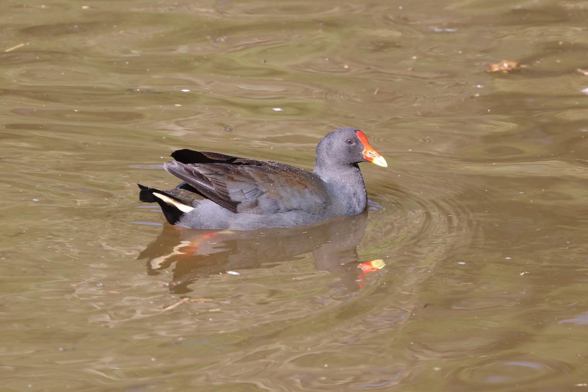 Papuateichhuhn - ML646349345