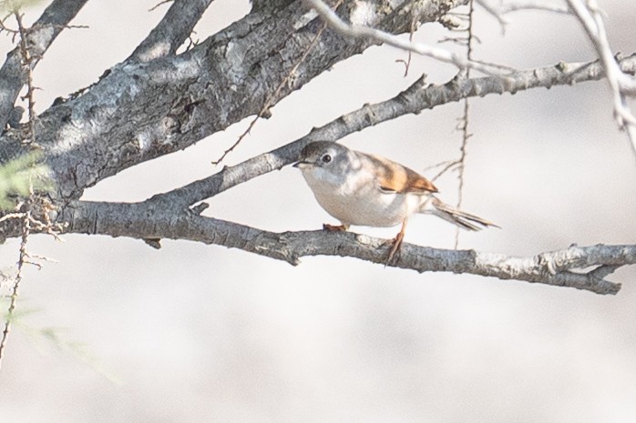 Brillengrasmücke - ML646349346