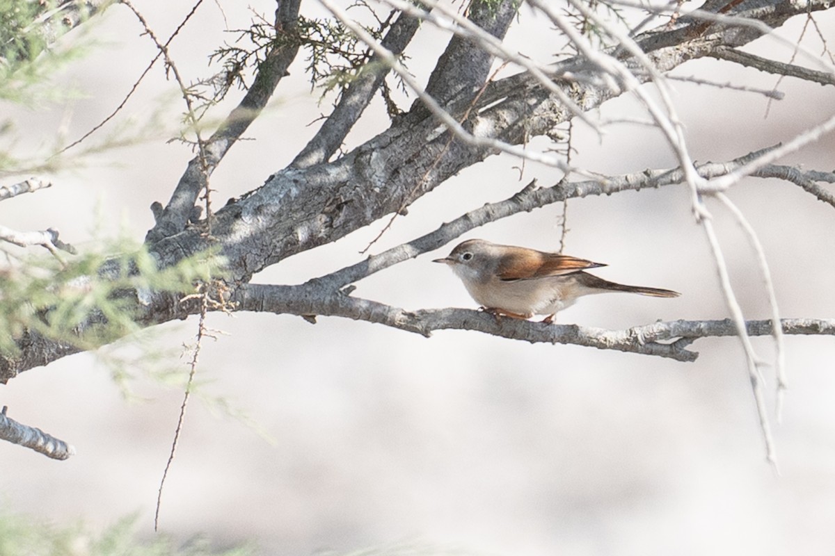 Brillengrasmücke - ML646349349