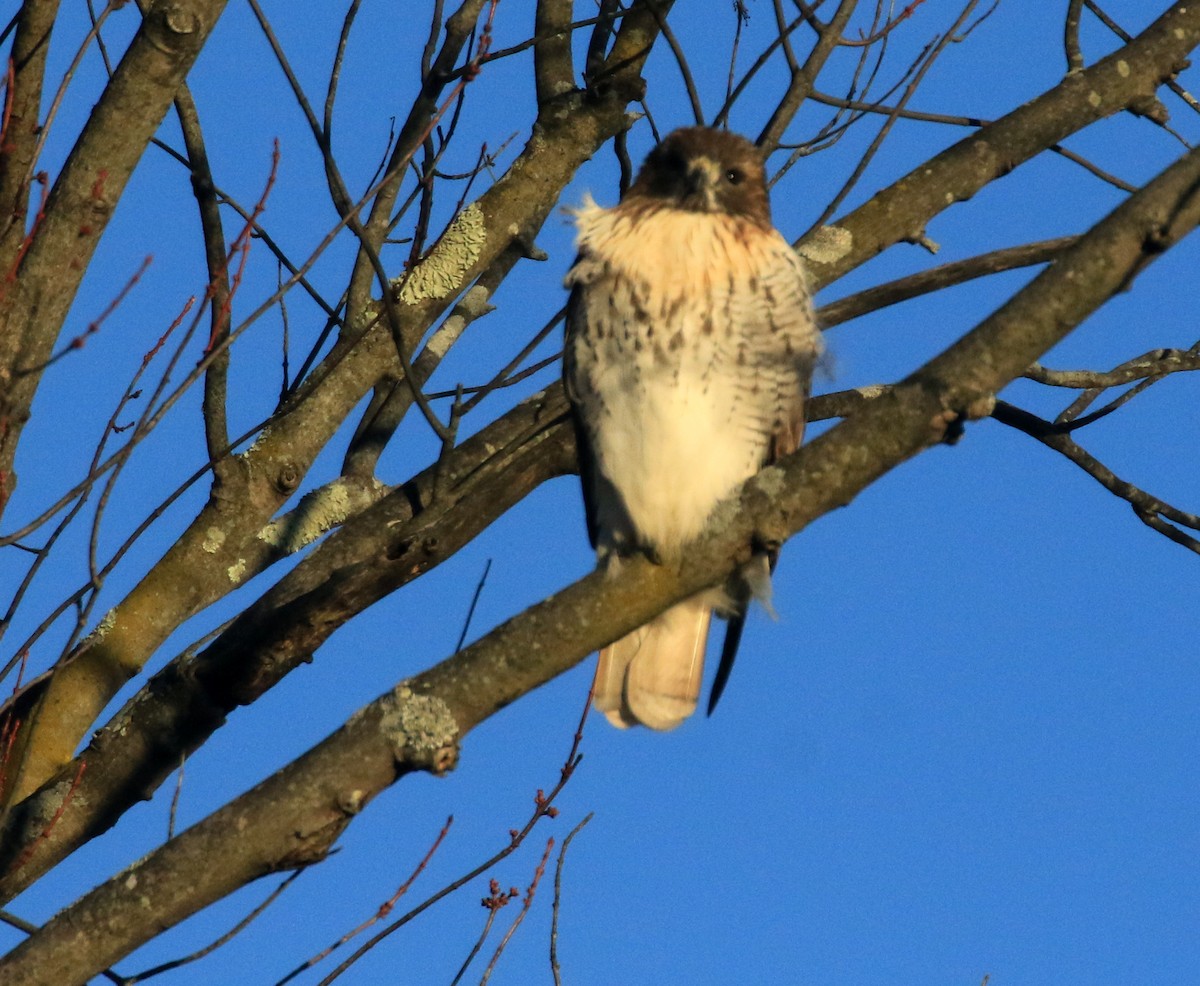 Red-tailed Hawk - ML646349350