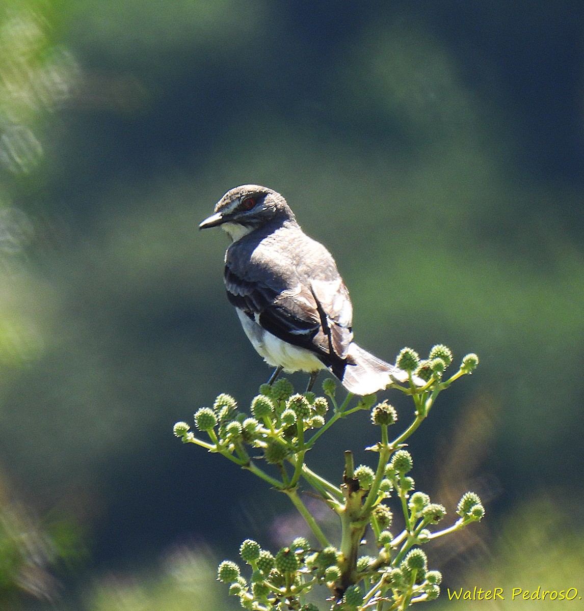 Bartstreif-Scheckenentyrann - ML646349351