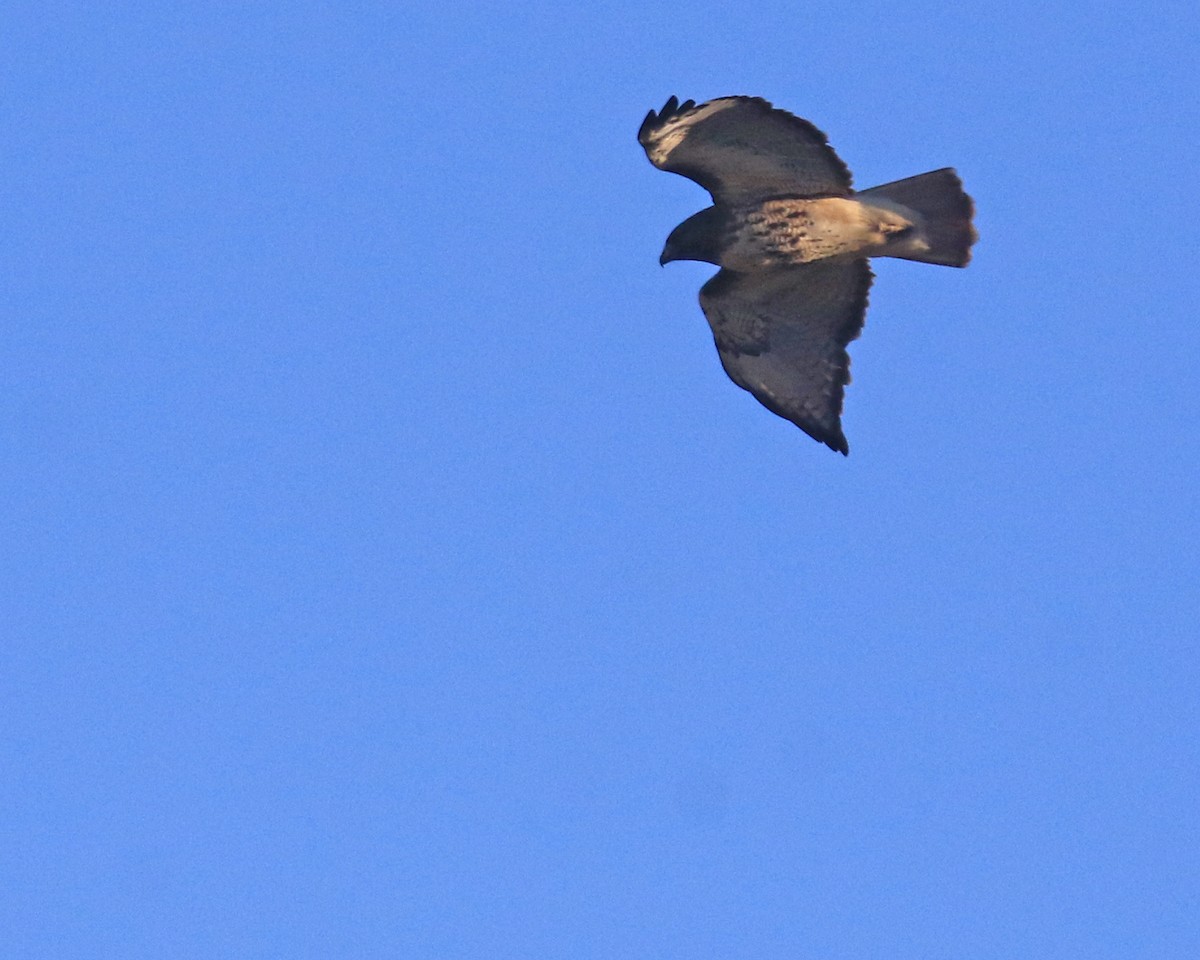 Red-tailed Hawk - ML646349354