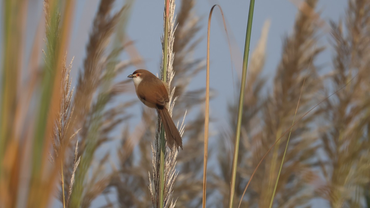 Yellow-eyed Babbler - ML646349356