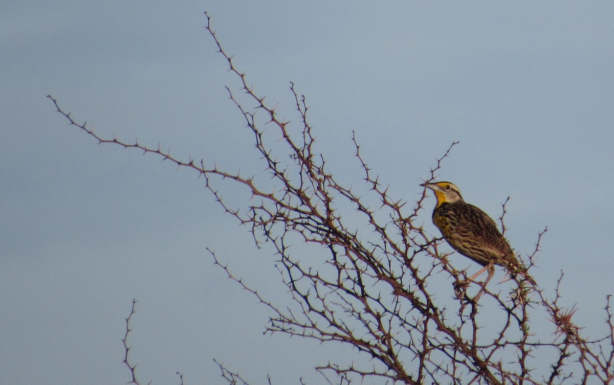 Lerchenstärling - ML646349358