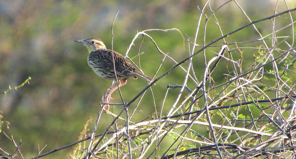 Lerchenstärling - ML646349359