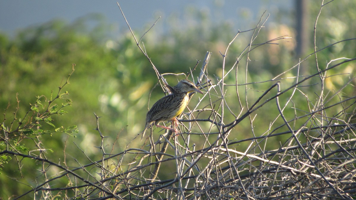 Eastern Meadowlark - ML646349360