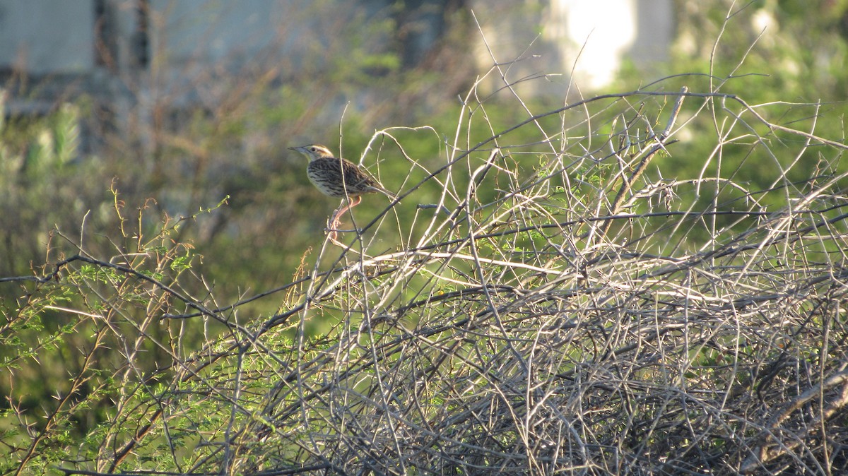 Eastern Meadowlark - ML646349361