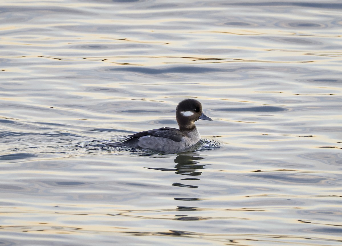 Bufflehead - ML646349366