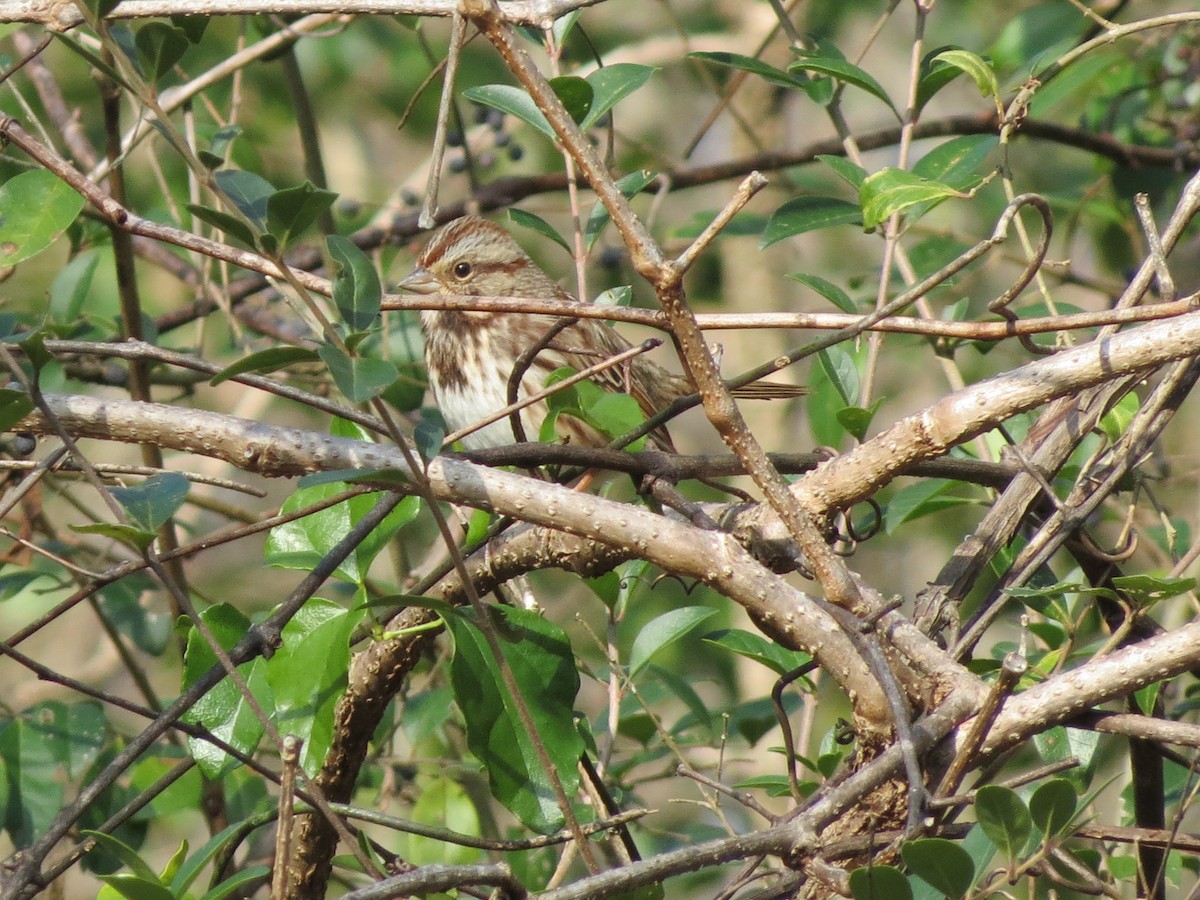 Song Sparrow - ML646349368