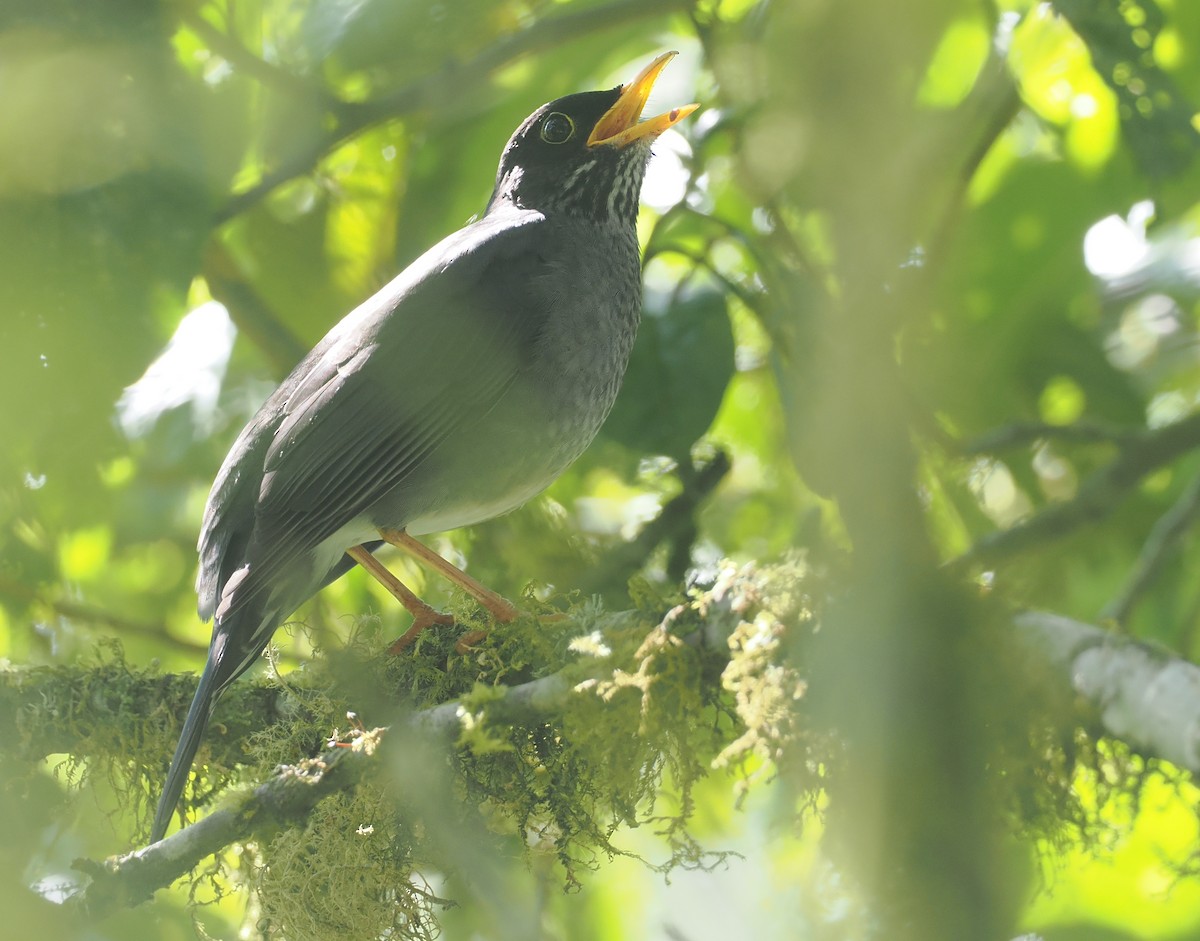 Andean Slaty Thrush - ML646349371