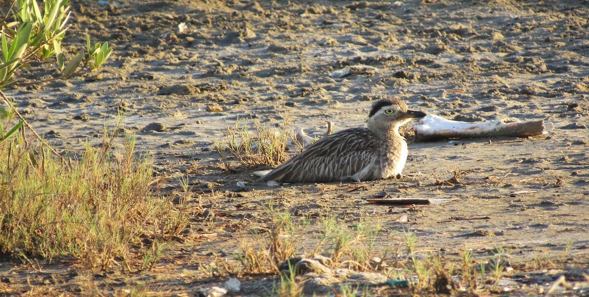 Double-striped Thick-knee - ML646349372