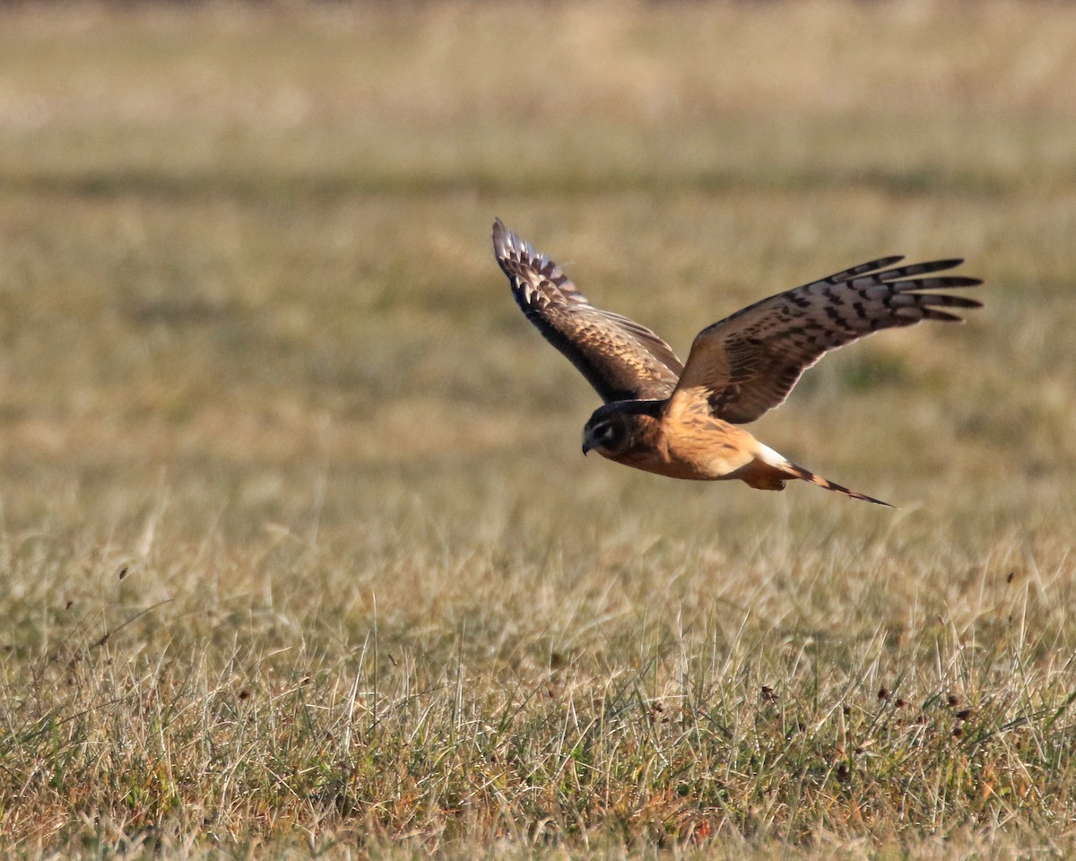 Northern Harrier - ML646349375