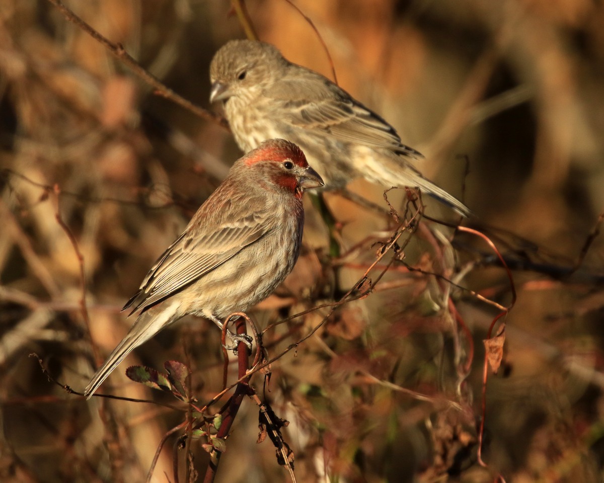 House Finch - ML646349377