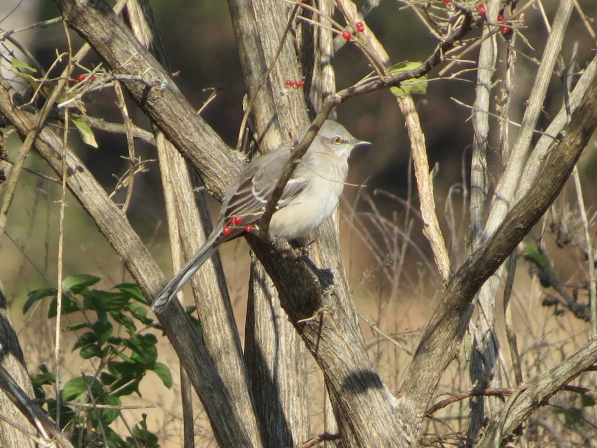 Пересмішник багатоголосий - ML646349378