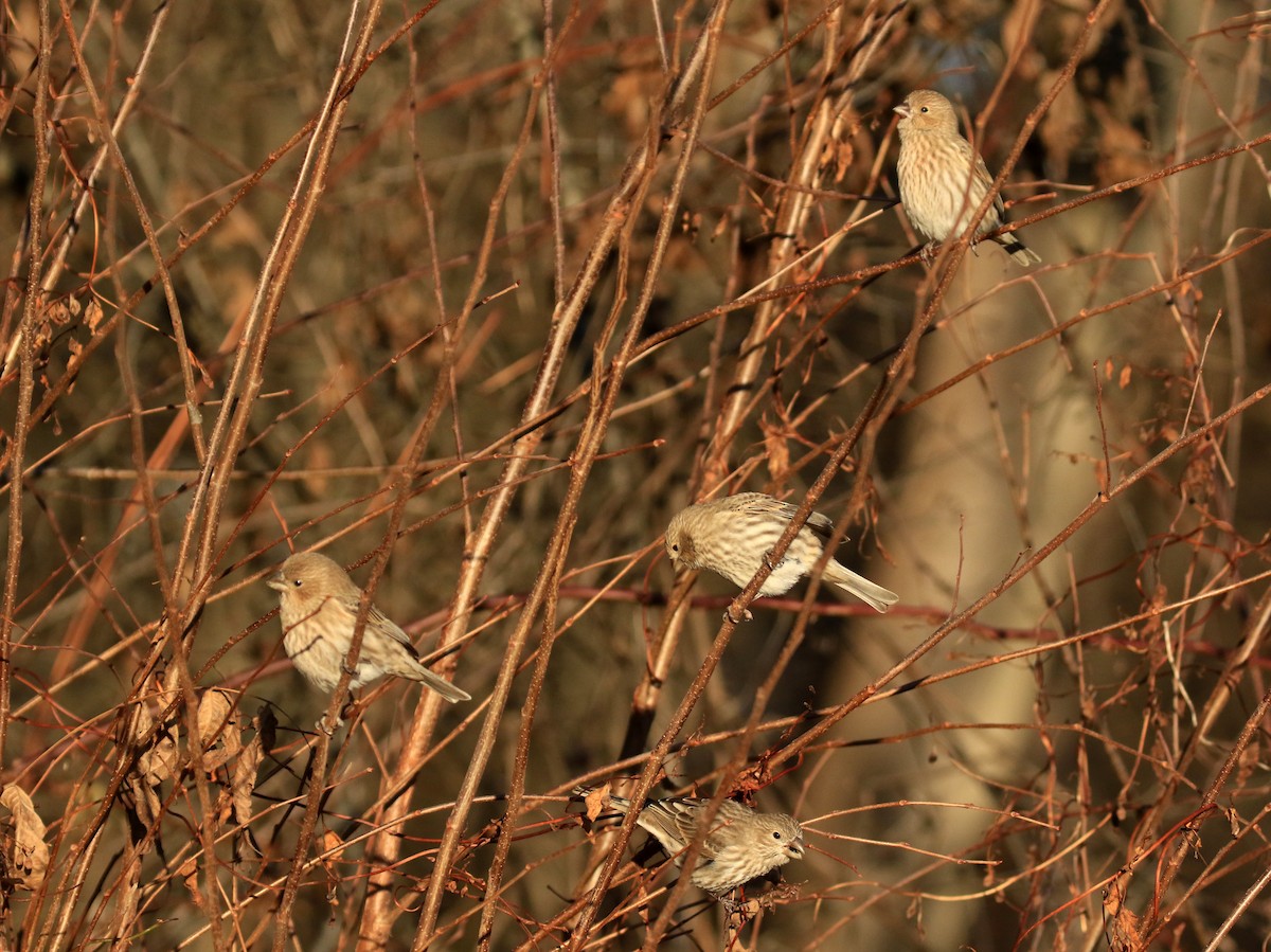 House Finch - ML646349379