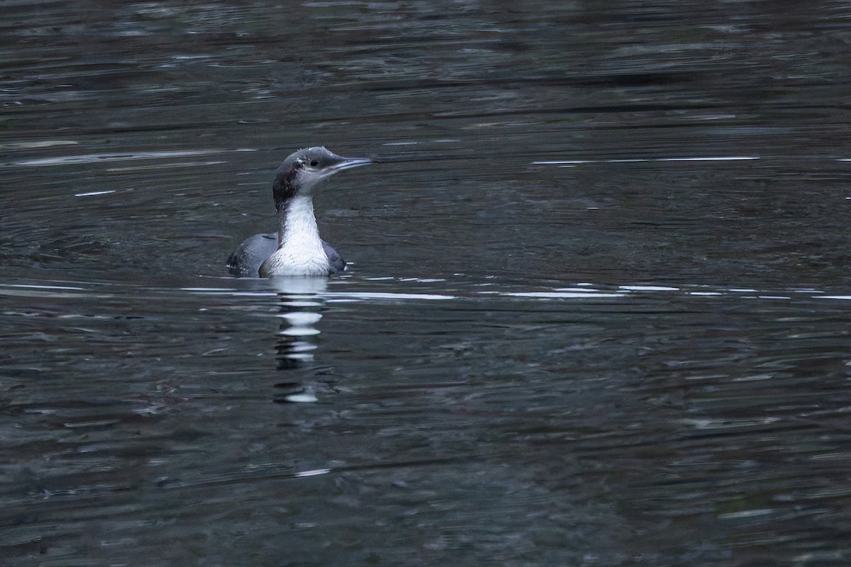Arctic Loon - ML646349385