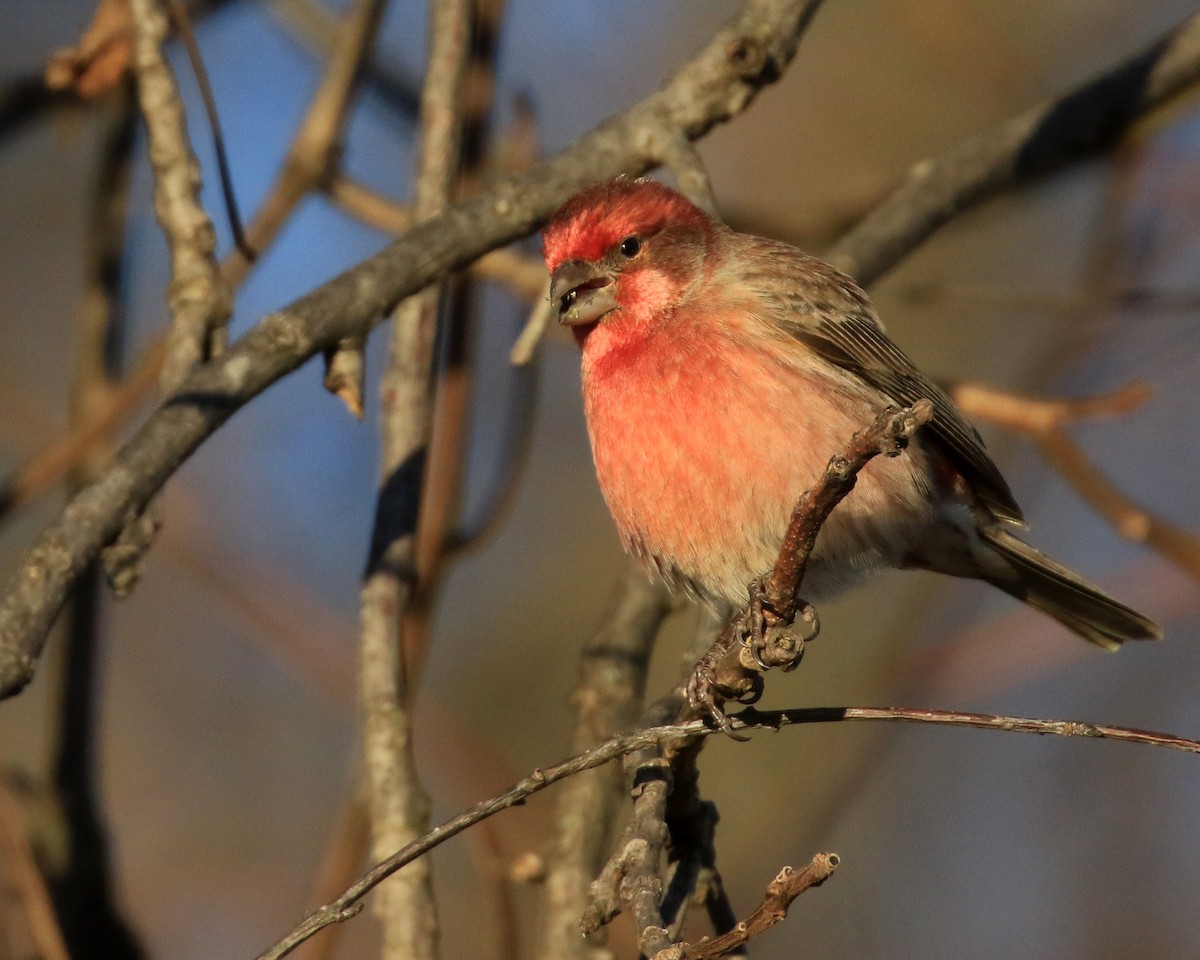 House Finch - ML646349389
