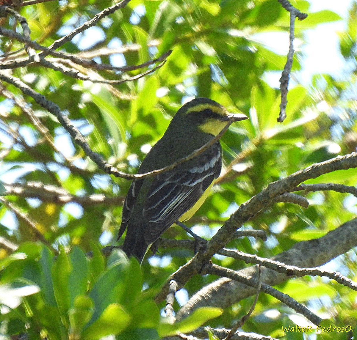 Yellow-browed Tyrant - ML646349392