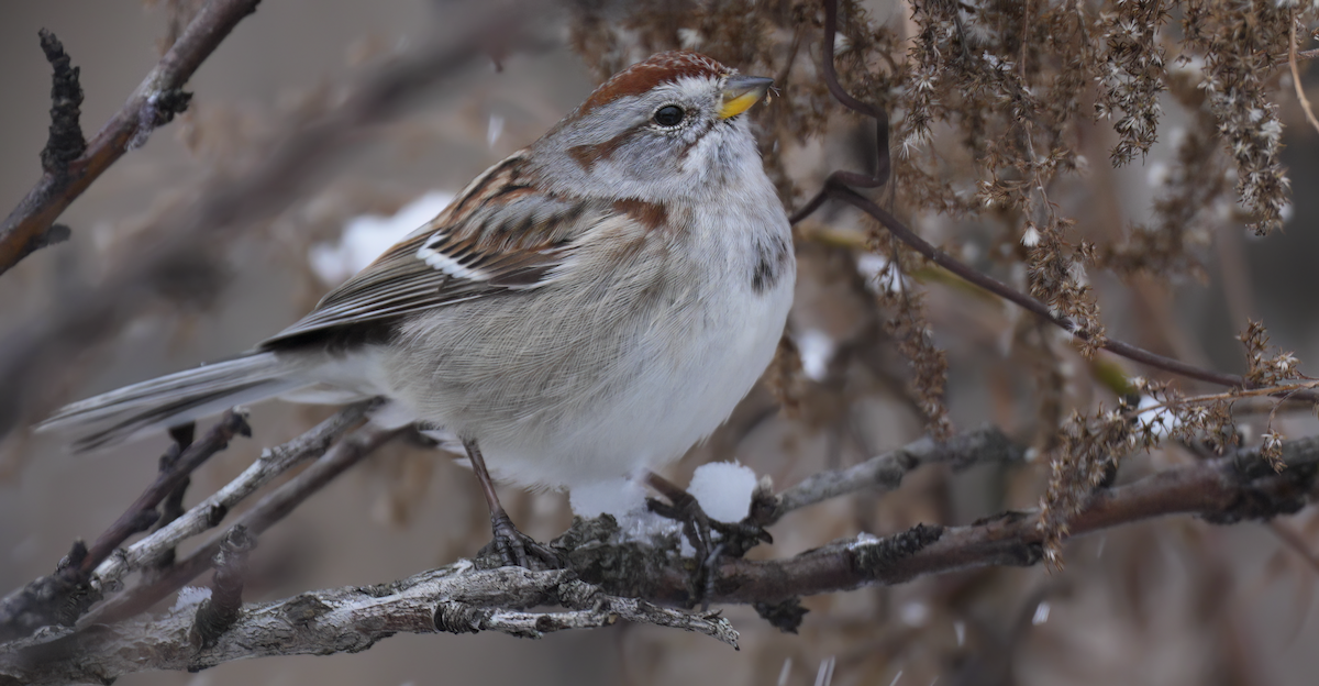 American Tree Sparrow - ML646349393